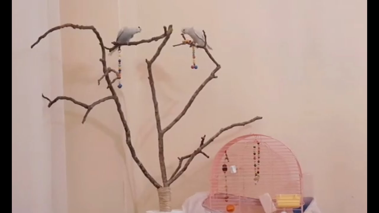 Как сделать из веток дерева декоративный натуральный насест для птиц, легко, своими руками