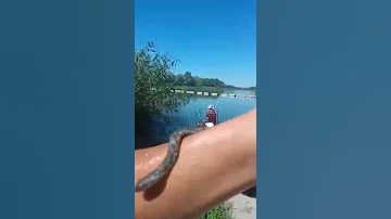 Это водяной УЖ! Видео для тупых которые видят его в воде и кричат ГАДЮКА