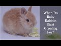 When Do Baby Rabbits Start Growing Fur?