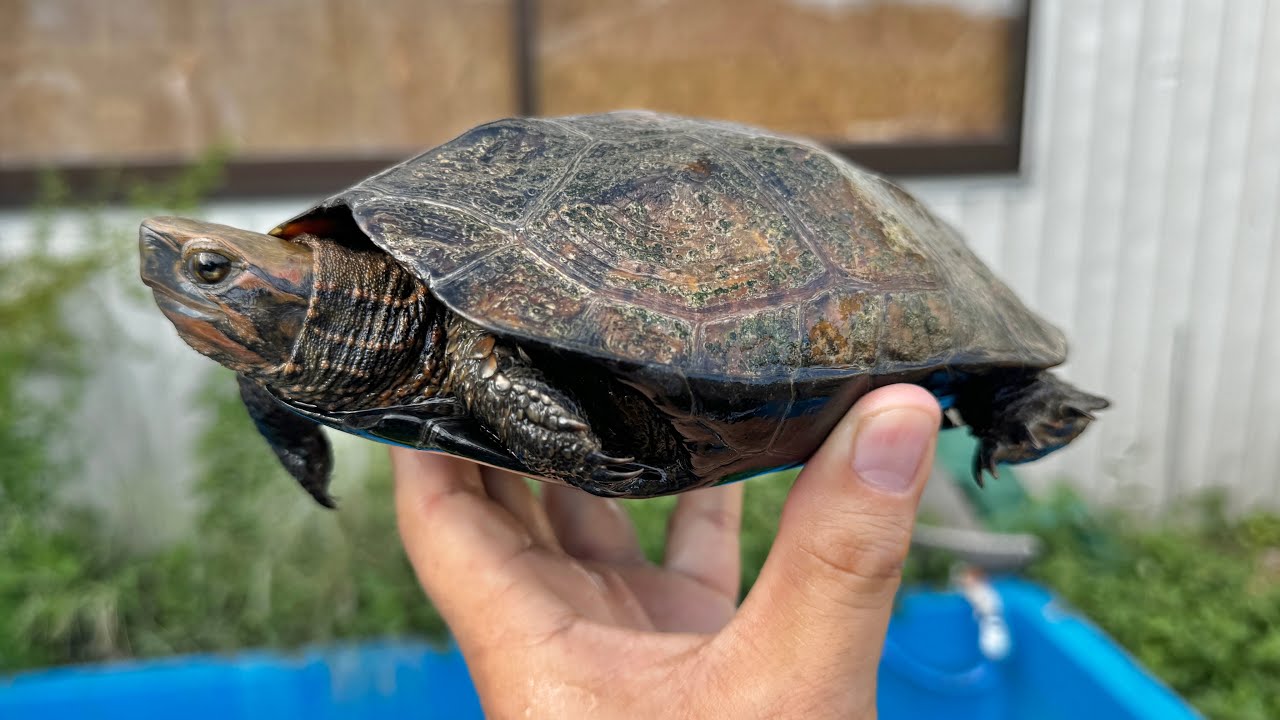 I adopted a strange turtle - YouTube