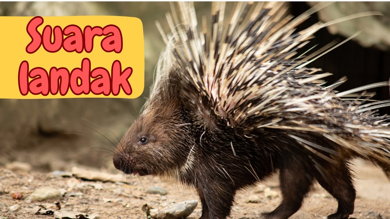 Spektakuler !! suara langka hewan  landak hutan 