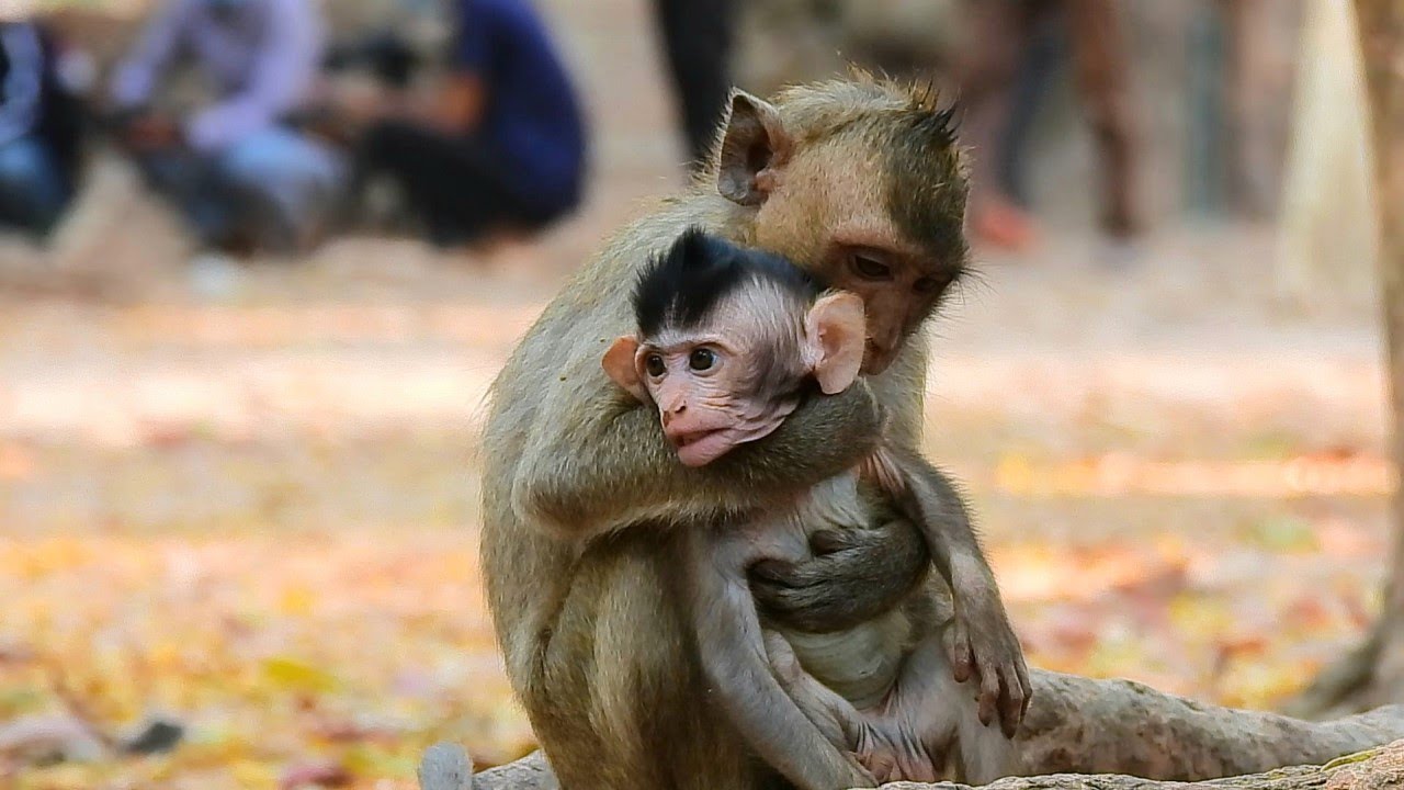 Baby Monkey Braven Too Exhaust  Cos Adult Monkey Tie Holding And Mom April Bite And Give Some Lesson