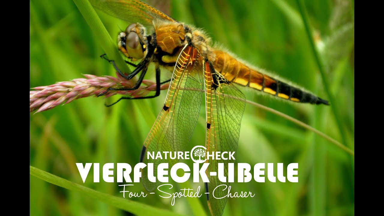 teichalm wetter Vierfleck - Four-spotted Chaser