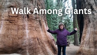 Better Than Yosemite? Exploring Sequoia and Kings Canyon