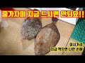 줄가자미(이시가리) 지금 먹지 마세요.  (feat.묵호항어시장) Korean Fish Market