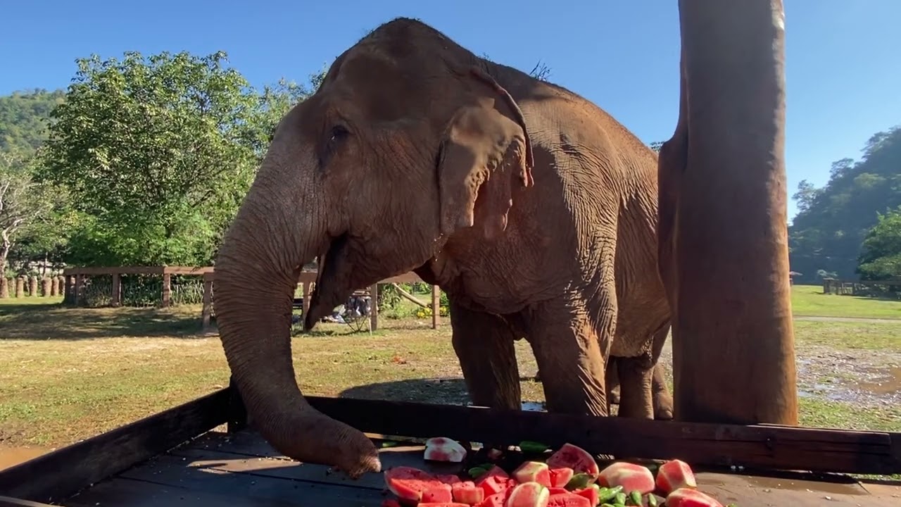 Two elephants eating watermelon and loving it! YouTube