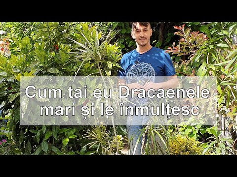 Cum se inmulteste Dracaena