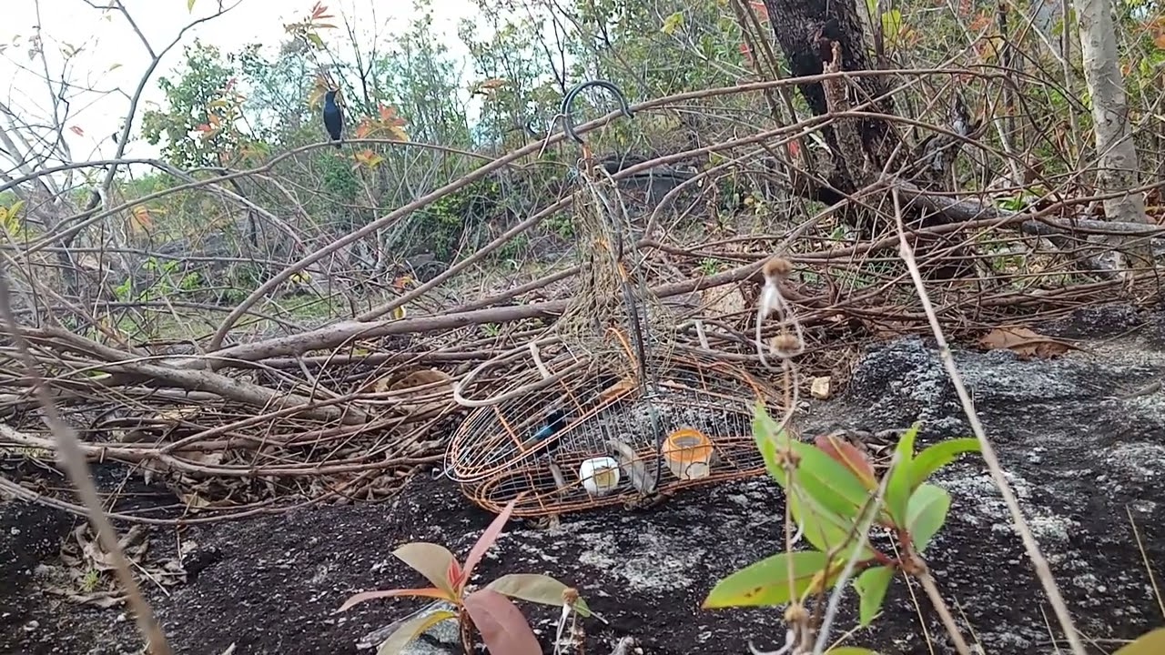 bẩy hút mật họng đen, ninh thuận