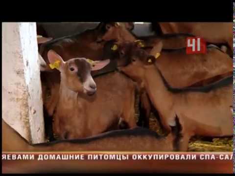 Беременные козы Беременные козы