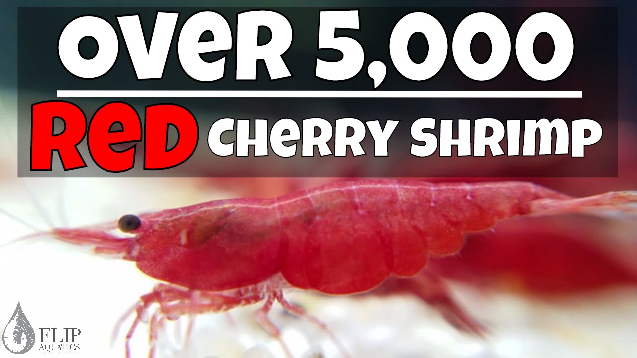 Charlotte Bronte gruppe Smøre Red Cherry Shrimp Breeding - Thousands of Babies - YouTube