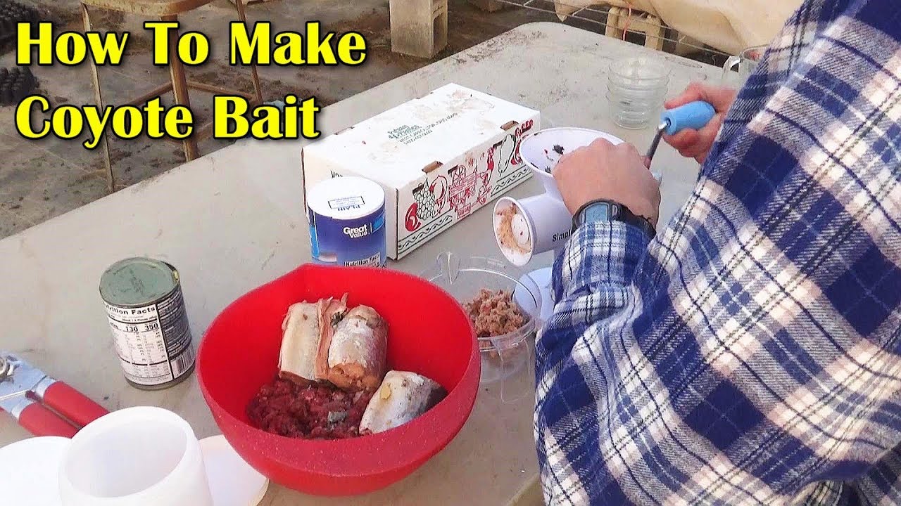 How To Make Homemade Coyote Bait YouTube