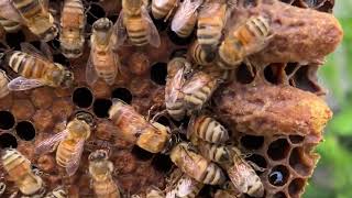 Queen Cell Identification