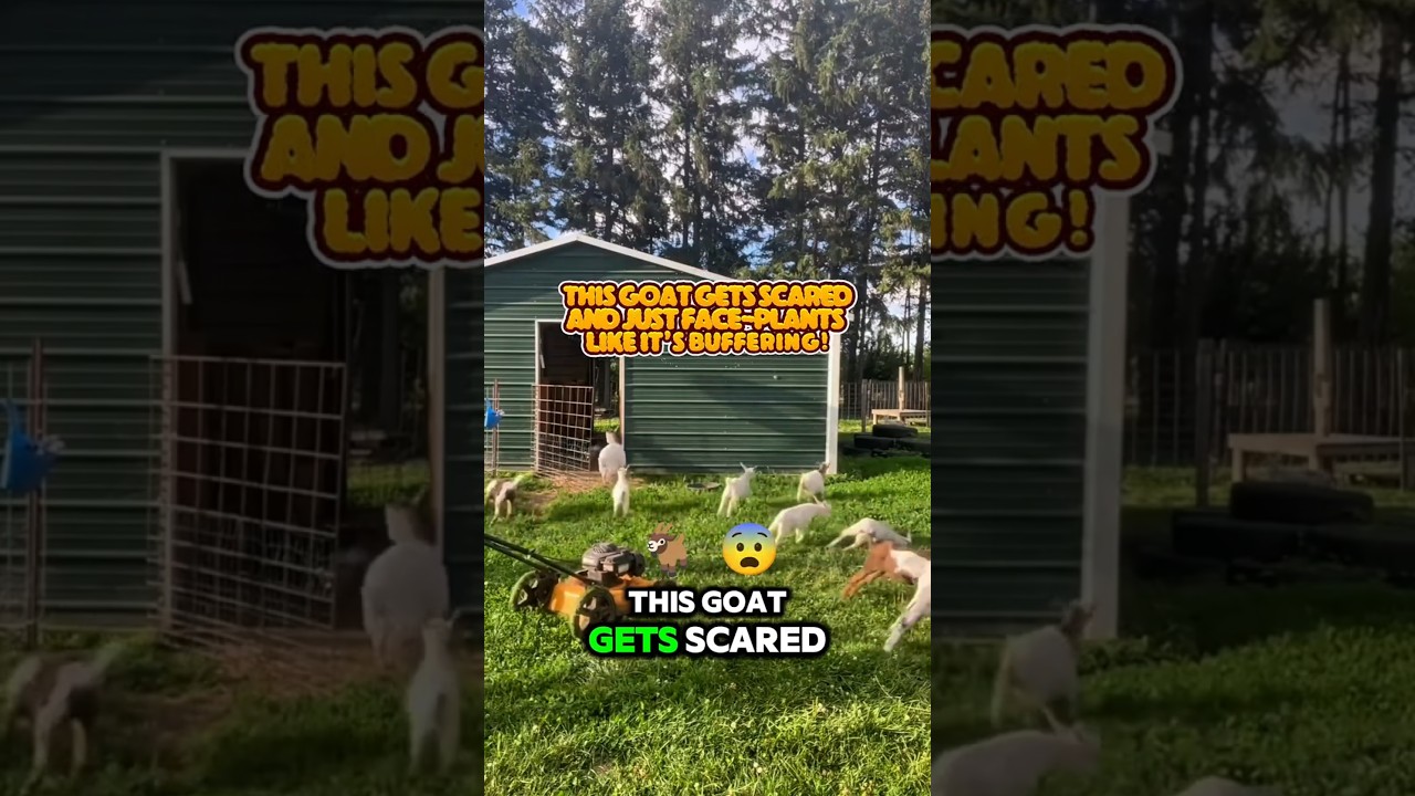 This goat gets scared and just face-plants like it's buffering! 
