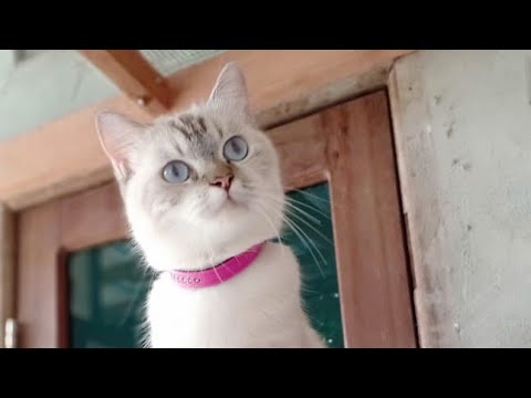 Kucing Ras Persia shorthair 