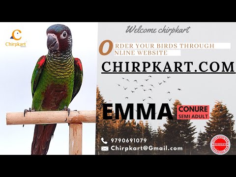 EMMA CONURE || PARAKEET || CHIRPKART || ONLINE PET SHOP || COIMBATORE