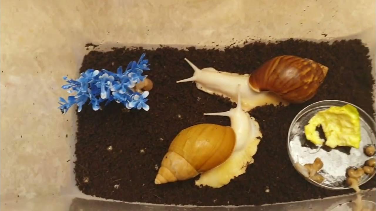 Snail`s New House YouTube