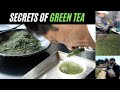 Secrets of shizuoka tea exploring japans largest tea region