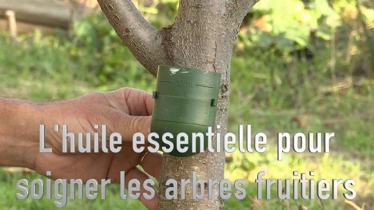 L’huile essentielle de sarriette vivace des montagnes pour soigner la cloque du pêcher.