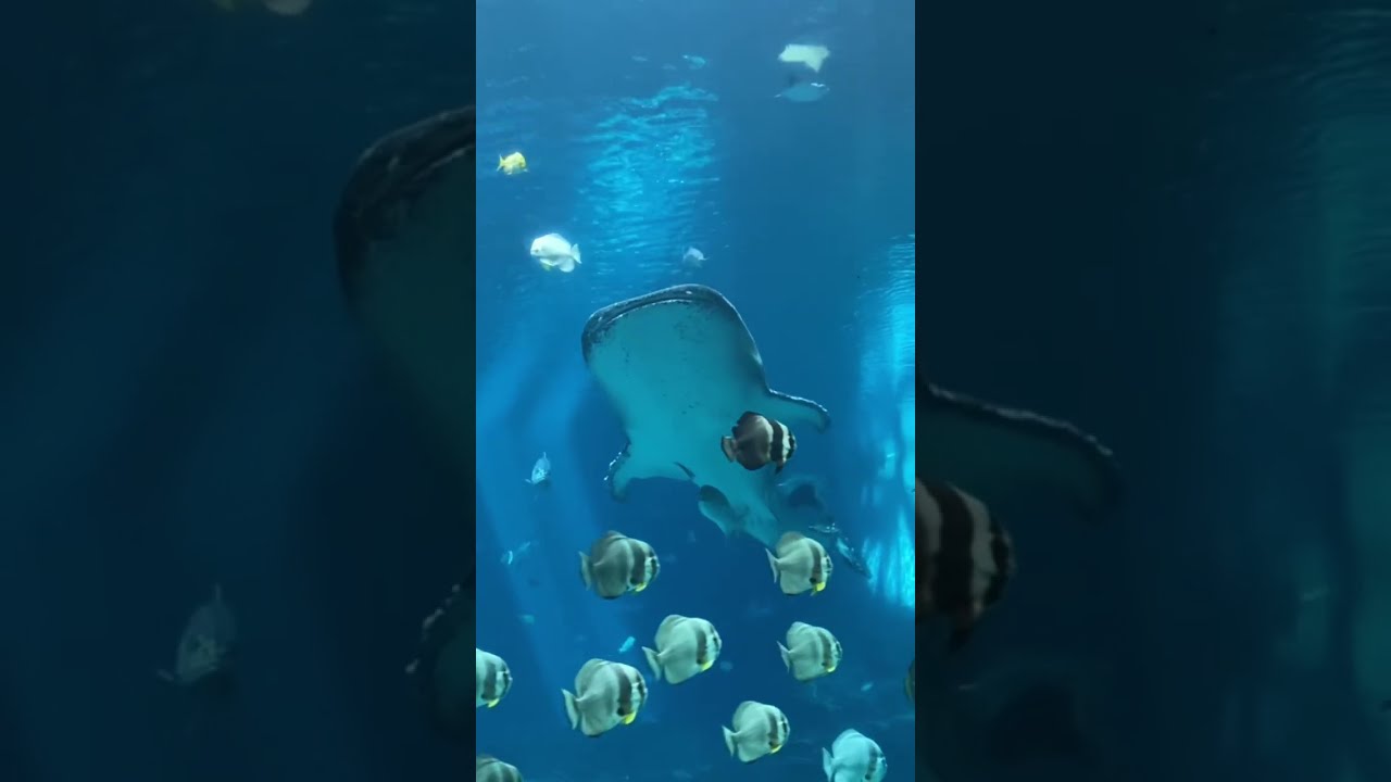 Whale Shark Georgia Aquarium