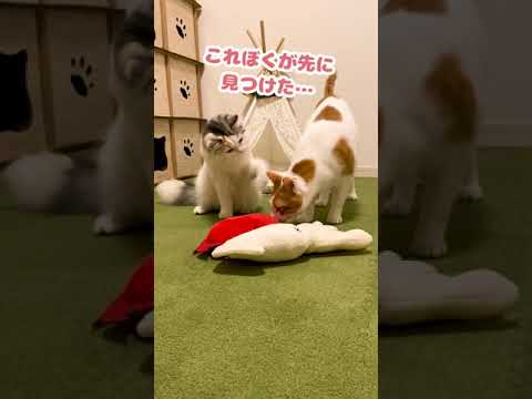 オモチャを強奪する暴行事件に怒る猫【おしゃべりする猫】 #Shorts