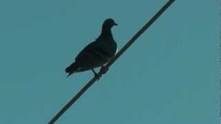 Birds Songs