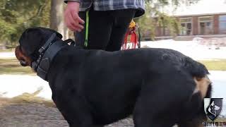 OFF LEASH Training a Rottweiler - Shield K9 Obedience