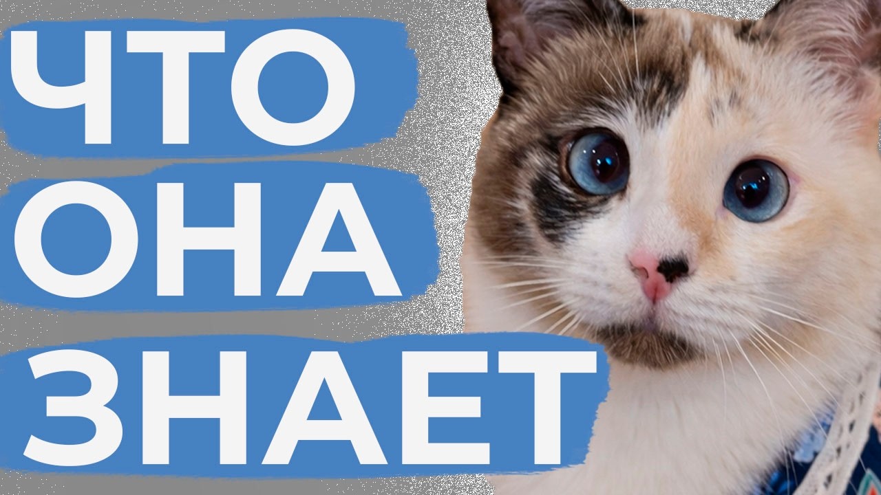 МОЗГОВИТАЯ кошка училась ГОД и вот чему научилась