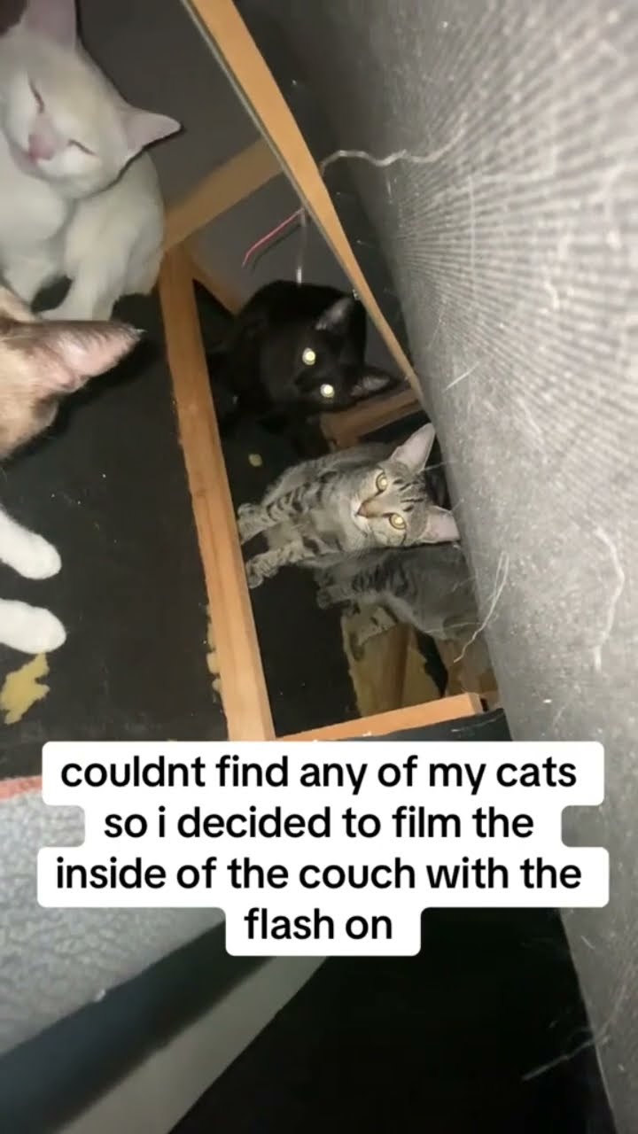 Prvnci got found hiding they was under playing his music