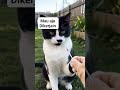 O'yen jail #shortvideo #cat #kucing #kucinglucu #gatos #gato