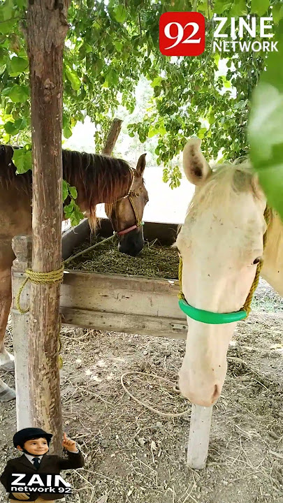 'Funniest Horse Video Ever in USA 🇺🇸 | Zain Network 92'USA #FunnyVideo #ViralVideo