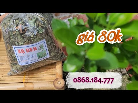 Cây Xạ Đen