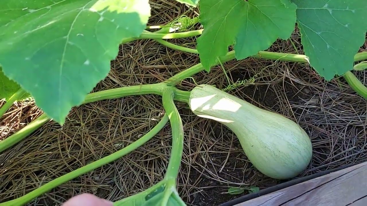 Half Acre Ranch Ep. 4 - 9 Aug. 2025 - THE ALIENS HAVE LANDED!! Compost/squash/tomato update