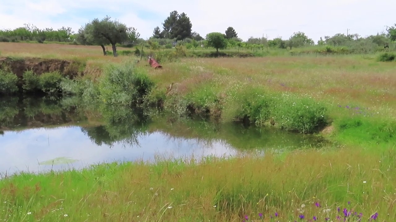 land-for-sale-with-ruin-and-fruit-trees-in-central-south-farm-with