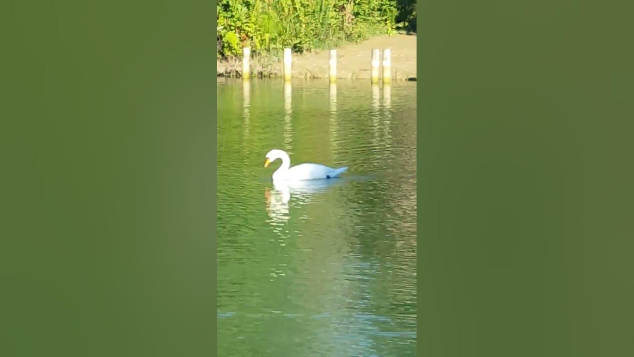 ЛОВИСЬ РИБКА ВЕЛИКА І МАЛЕНЬКА - YouTube