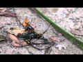 Wasp with Nephila pilipes