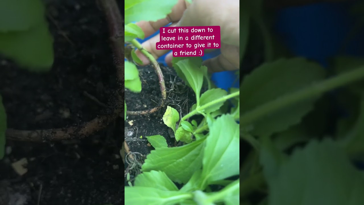 Finally this method propagates my stevia plant 