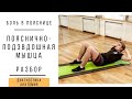 Пояснично-подвздошная мышца. Боли в пояснице ч 2