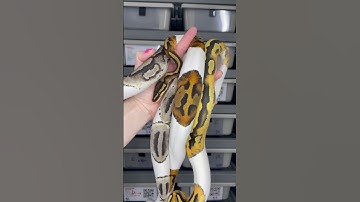 VPI Pied, Pied het DG, DG Pied 😍 #ballpythonmorph #desertghost #piebald #axanthic