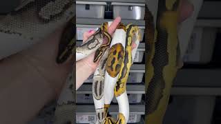VPI Pied, Pied het DG, DG Pied 😍 #ballpythonmorph #desertghost #piebald #axanthic