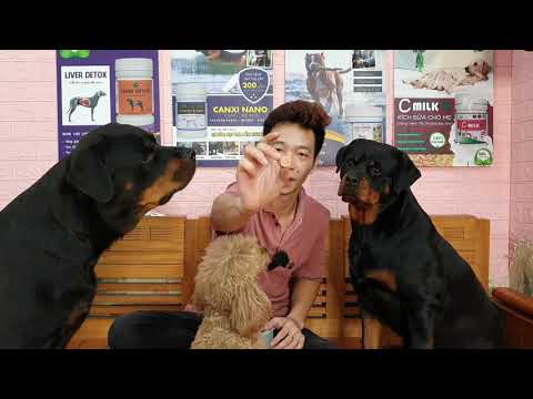 Video: Cách điều trị rụng tóc và ngứa ở chó do nấm men hoạt động quá mức