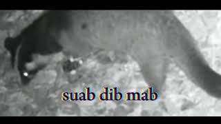 suab mab quaj dib tuaj zoo heev