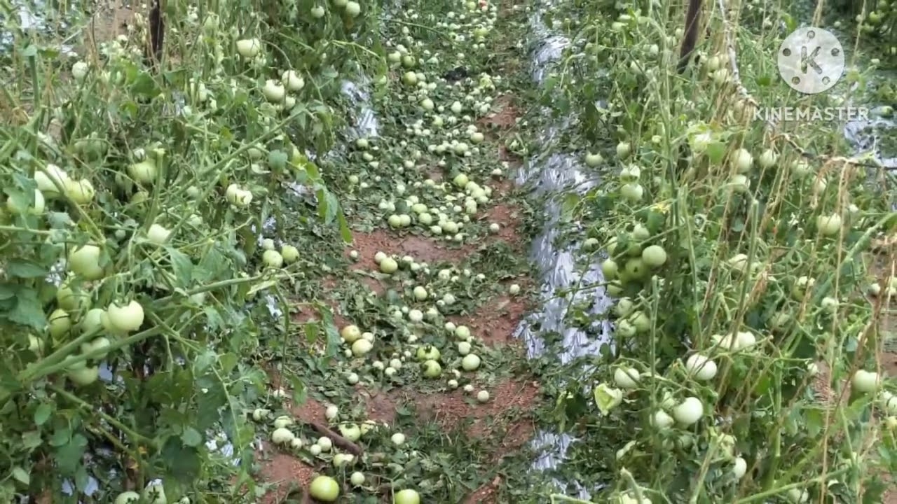 Tomato 🍅 crop damage @Punganuru  area AP 😭