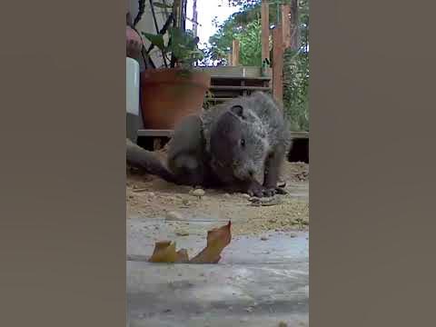 groundhog living under porch #nj #wildlife - YouTube