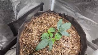 Weekly update Octopot grow #11 Afghan big bud, White Widow, peyote forum.