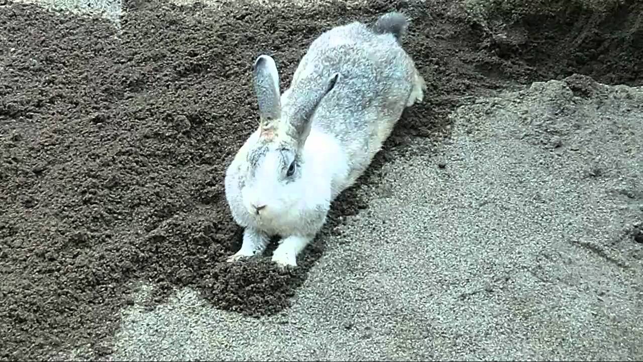 ウサギが寝床を整える可愛いしぐさ Youtube