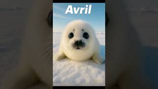 Ton mois de naissance, ton animal animal totem #mois #animals