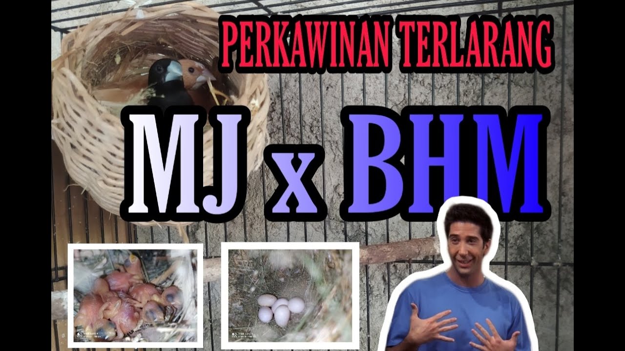 Ternak burung Emprit Jepang x Bhm 