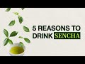 5 أسباب لشرب شاي سينشا الأخضر 