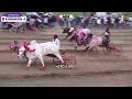 Bakasur and balma win semi final  6  grand bullock cart race 2023 palashi station 