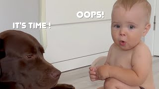 My Dog Tries To Fix My Baby's Problem